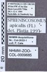 Etikett zu Priopus pahangensis (Platia & Schimmel, 2004)